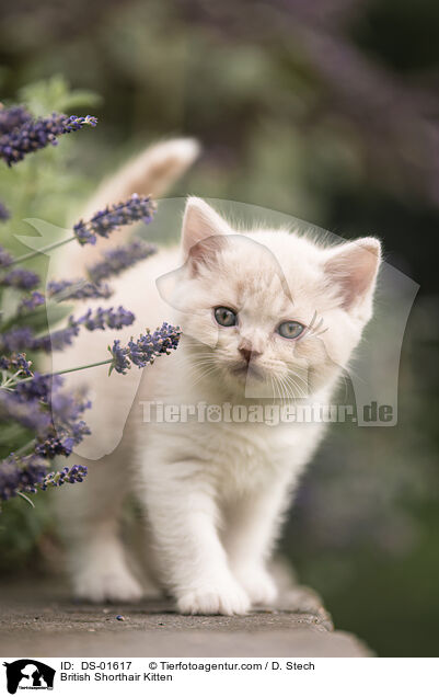 Britisch Kurzhaar Ktzchen / British Shorthair Kitten / DS-01617