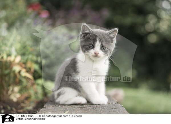 Britisch Kurzhaar Ktzchen / British Shorthair Kitten / DS-01620