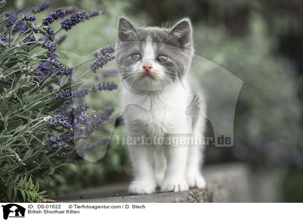 Britisch Kurzhaar Ktzchen / British Shorthair Kitten / DS-01622