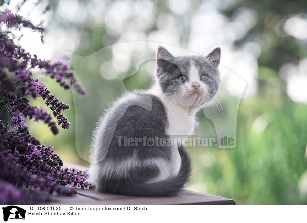 Britisch Kurzhaar Ktzchen / British Shorthair Kitten / DS-01625