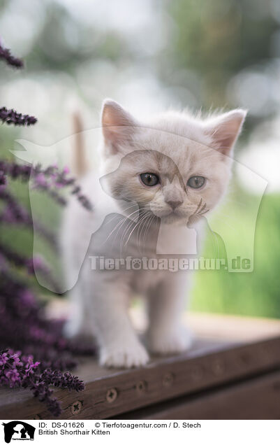 Britisch Kurzhaar Ktzchen / British Shorthair Kitten / DS-01626