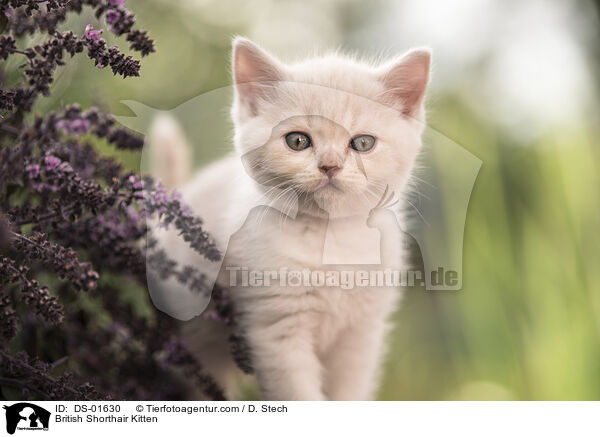 Britisch Kurzhaar Ktzchen / British Shorthair Kitten / DS-01630