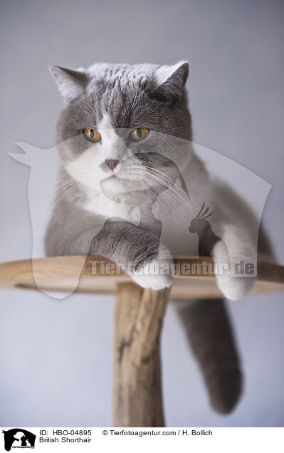 Britisch Kurzhaar / British Shorthair / HBO-04895