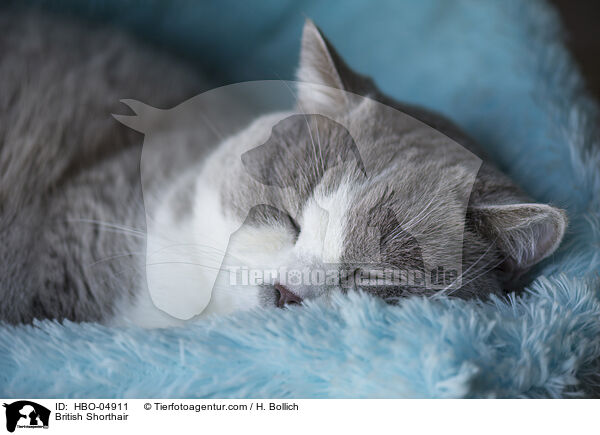 Britisch Kurzhaar / British Shorthair / HBO-04911