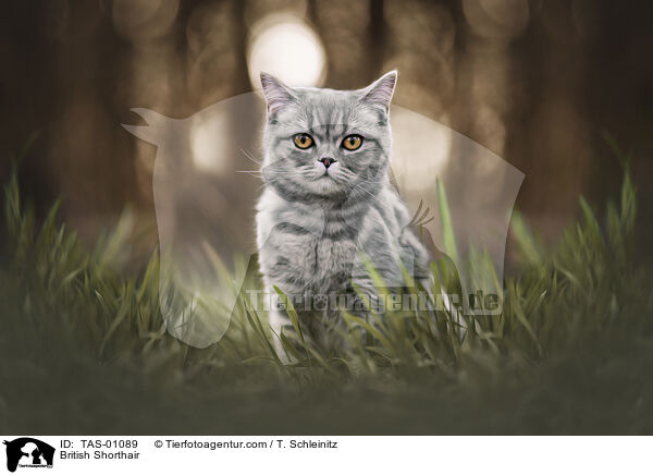 Britisch Kurzhaar / British Shorthair / TAS-01089