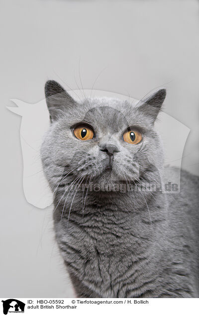 adult British Shorthair / HBO-05592