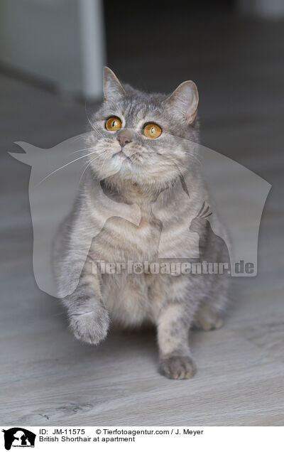 British Shorthair at apartment / JM-11575