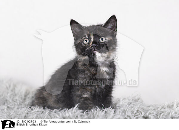 British Shorthair Kitten / NC-02793