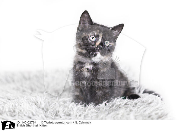 British Shorthair Kitten / NC-02794