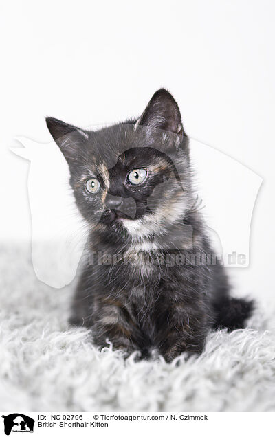 Britisch Kurzhaar Ktzchen / British Shorthair Kitten / NC-02796