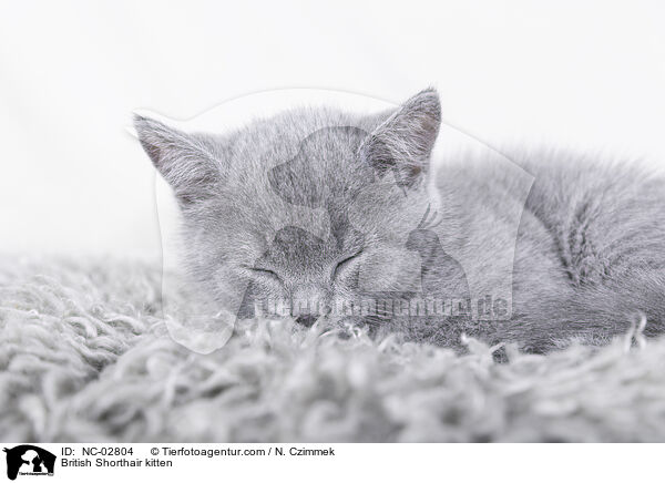 British Shorthair kitten / NC-02804