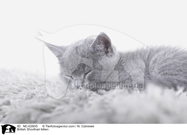 Britisch Kurzhaar Ktzchen / British Shorthair kitten / NC-02805
