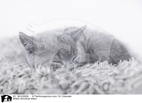British Shorthair kitten / NC-02806