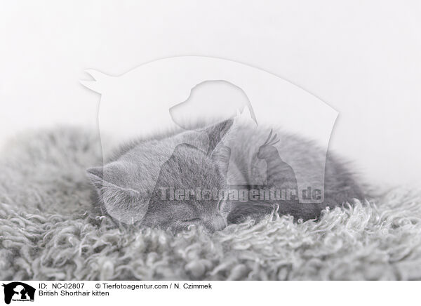 British Shorthair kitten / NC-02807
