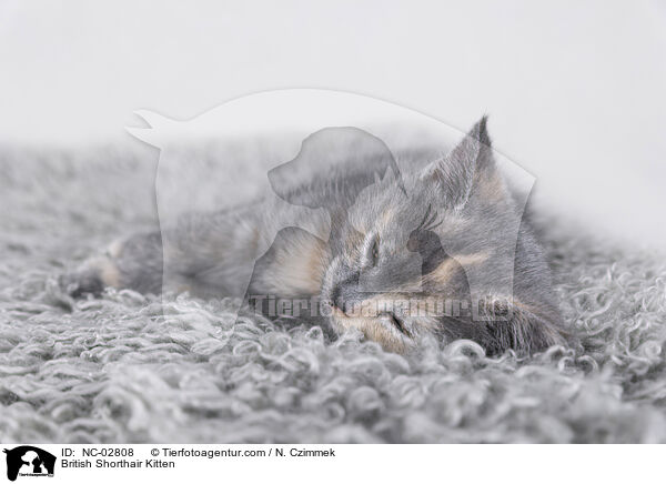 British Shorthair Kitten / NC-02808