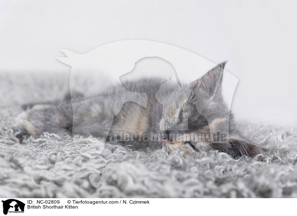 British Shorthair Kitten / NC-02809