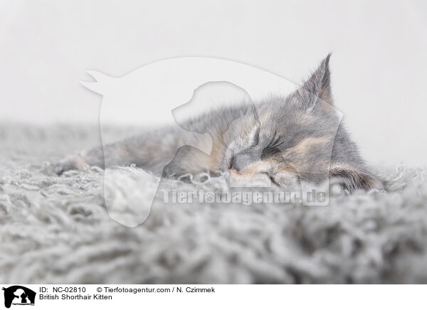 British Shorthair Kitten / NC-02810