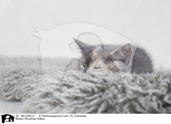 British Shorthair Kitten / NC-02812