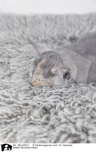 British Shorthair Kitten / NC-02813