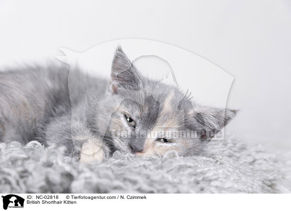 British Shorthair Kitten / NC-02818