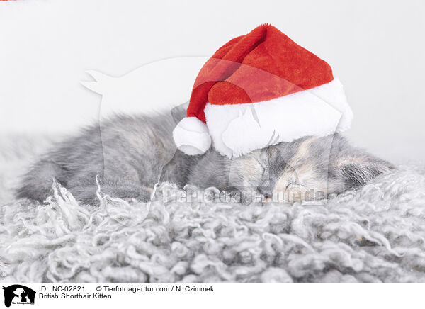British Shorthair Kitten / NC-02821