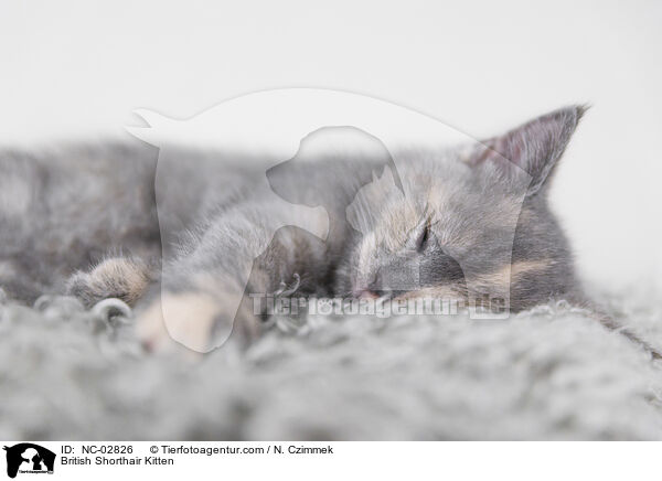 Britisch Kurzhaar Ktzchen / British Shorthair Kitten / NC-02826