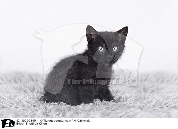 British Shorthair Kitten / NC-02845