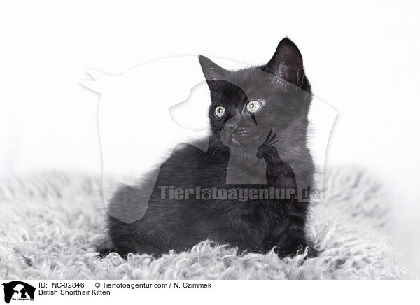 British Shorthair Kitten / NC-02846