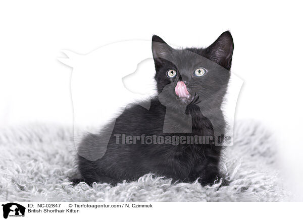 British Shorthair Kitten / NC-02847