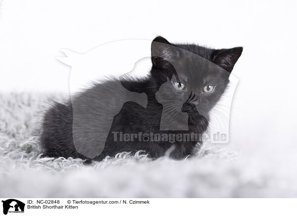 British Shorthair Kitten / NC-02848