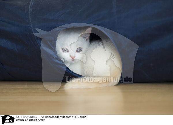 Britisch Kurzhaar Ktzchen / British Shorthair Kitten / HBO-05812