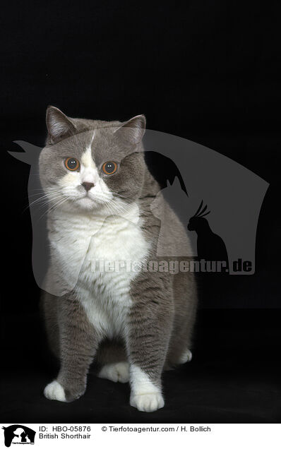 Britisch Kurzhaar / British Shorthair / HBO-05876