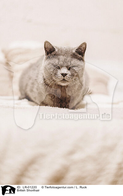 Britisch Kurzhaar / British Shorthair / LR-01220