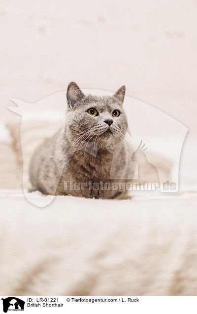 Britisch Kurzhaar / British Shorthair / LR-01221