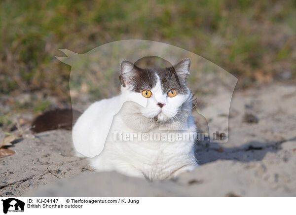 Britisch Kurzhaar drauen / British Shorthair outdoor / KJ-04147