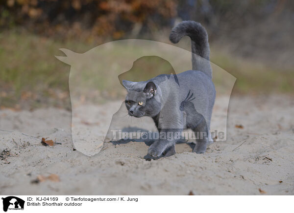 Britisch Kurzhaar drauen / British Shorthair outdoor / KJ-04169