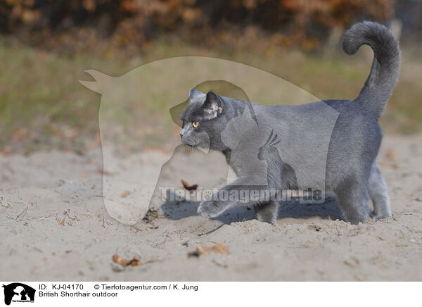 Britisch Kurzhaar drauen / British Shorthair outdoor / KJ-04170