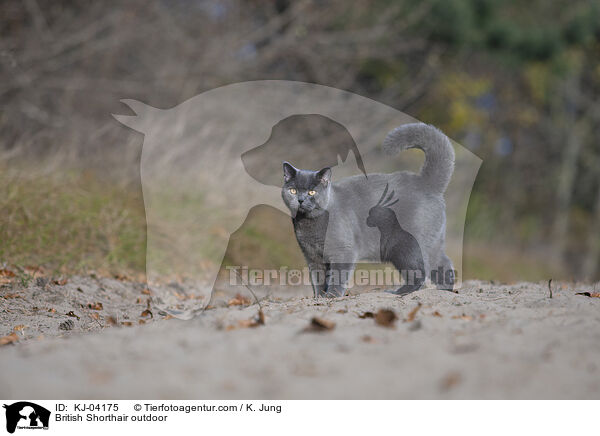 Britisch Kurzhaar drauen / British Shorthair outdoor / KJ-04175