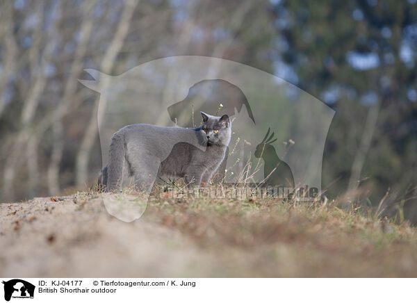 British Shorthair outdoor / KJ-04177