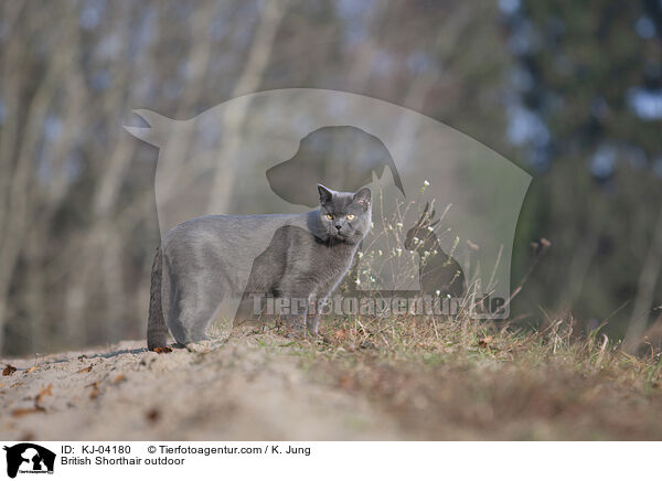 Britisch Kurzhaar drauen / British Shorthair outdoor / KJ-04180