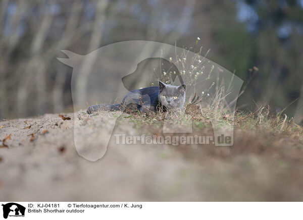 Britisch Kurzhaar drauen / British Shorthair outdoor / KJ-04181