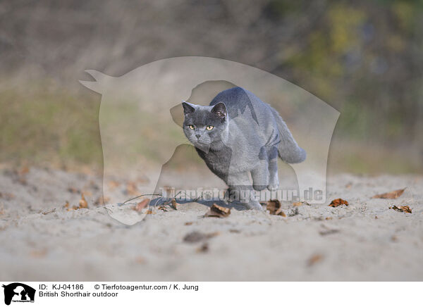 Britisch Kurzhaar drauen / British Shorthair outdoor / KJ-04186