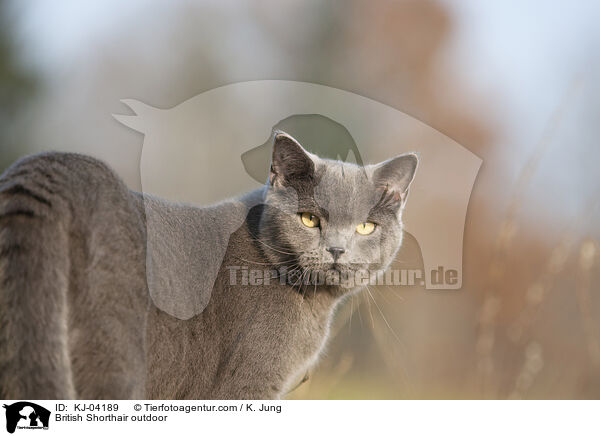 British Shorthair outdoor / KJ-04189