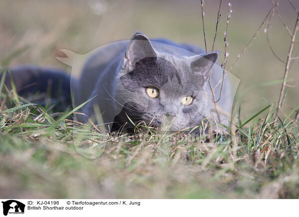 British Shorthair outdoor / KJ-04196