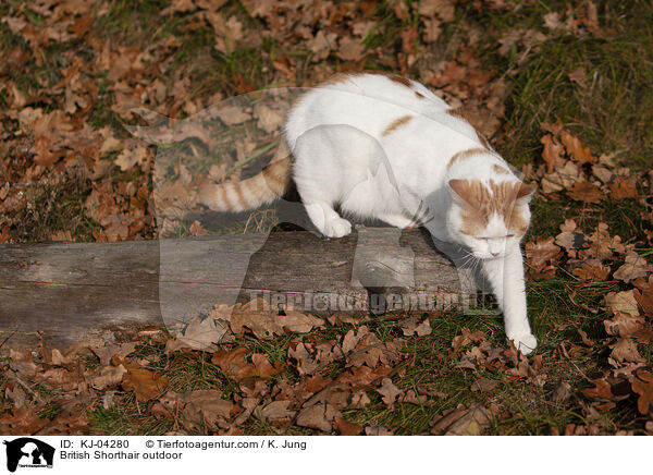 Britisch Kurzhaar drauen / British Shorthair outdoor / KJ-04280