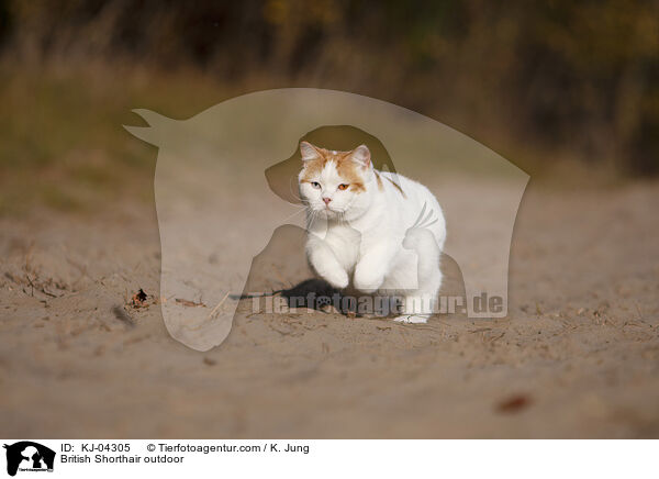 Britisch Kurzhaar drauen / British Shorthair outdoor / KJ-04305