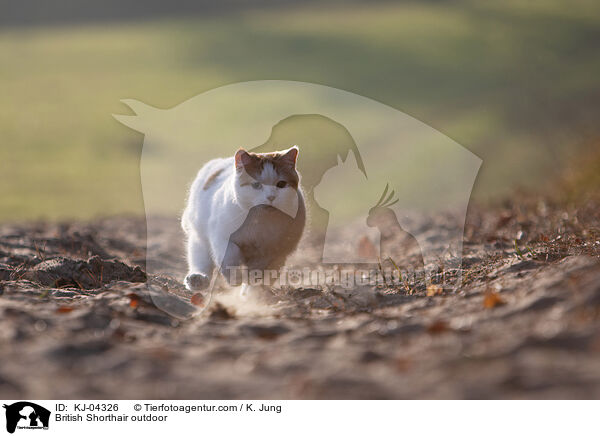 Britisch Kurzhaar drauen / British Shorthair outdoor / KJ-04326