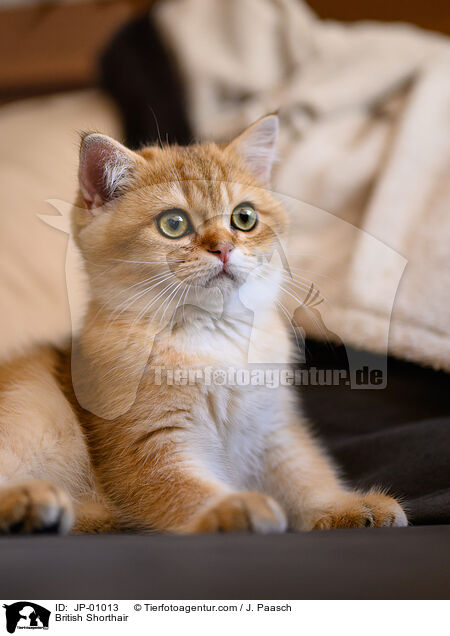 Britisch Kurzhaar / British Shorthair / JP-01013