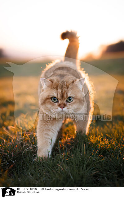 Britisch Kurzhaar / British Shorthair / JP-01016