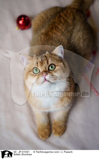 Britisch Kurzhaar / British Shorthair / JP-01041